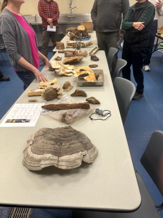 Fungi at a diagnostic workshop